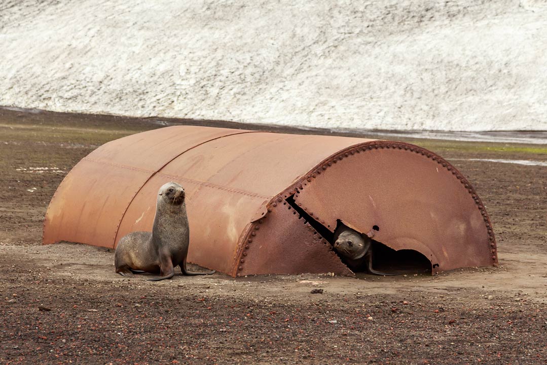 Auswirkungen auf die Tierwelt