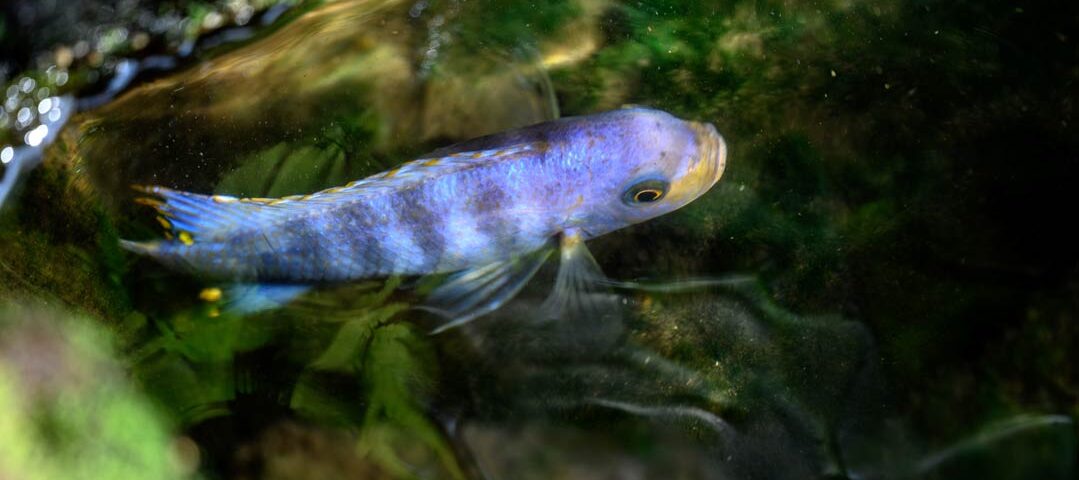 Auswirkungen von Hormonen auf Fische