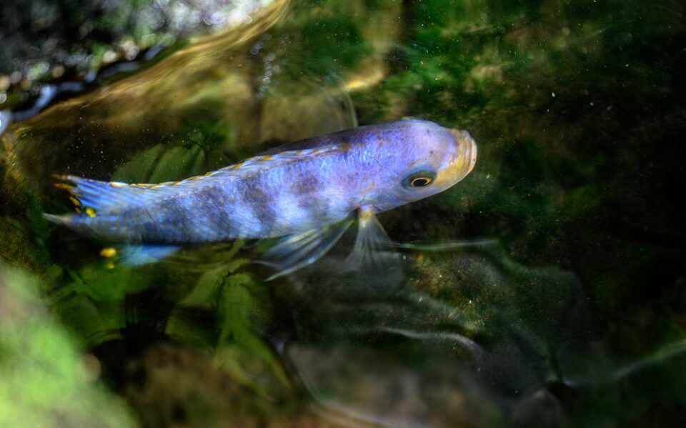 Auswirkungen von Hormonen auf Fische