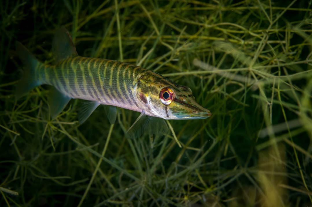 Beeinträchtigung der Fortpflanzung von Fischen durch synthetische Östrogene