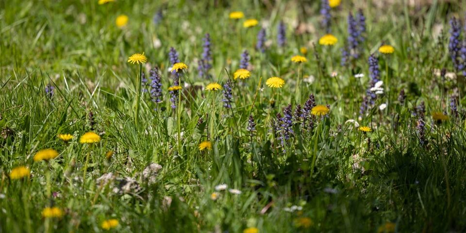 Den Garten fit für das Klima machen