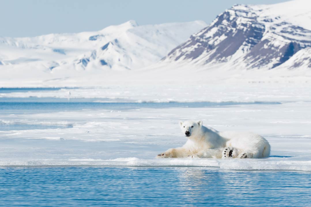 Druck auf die polaren und marinen Ökosysteme