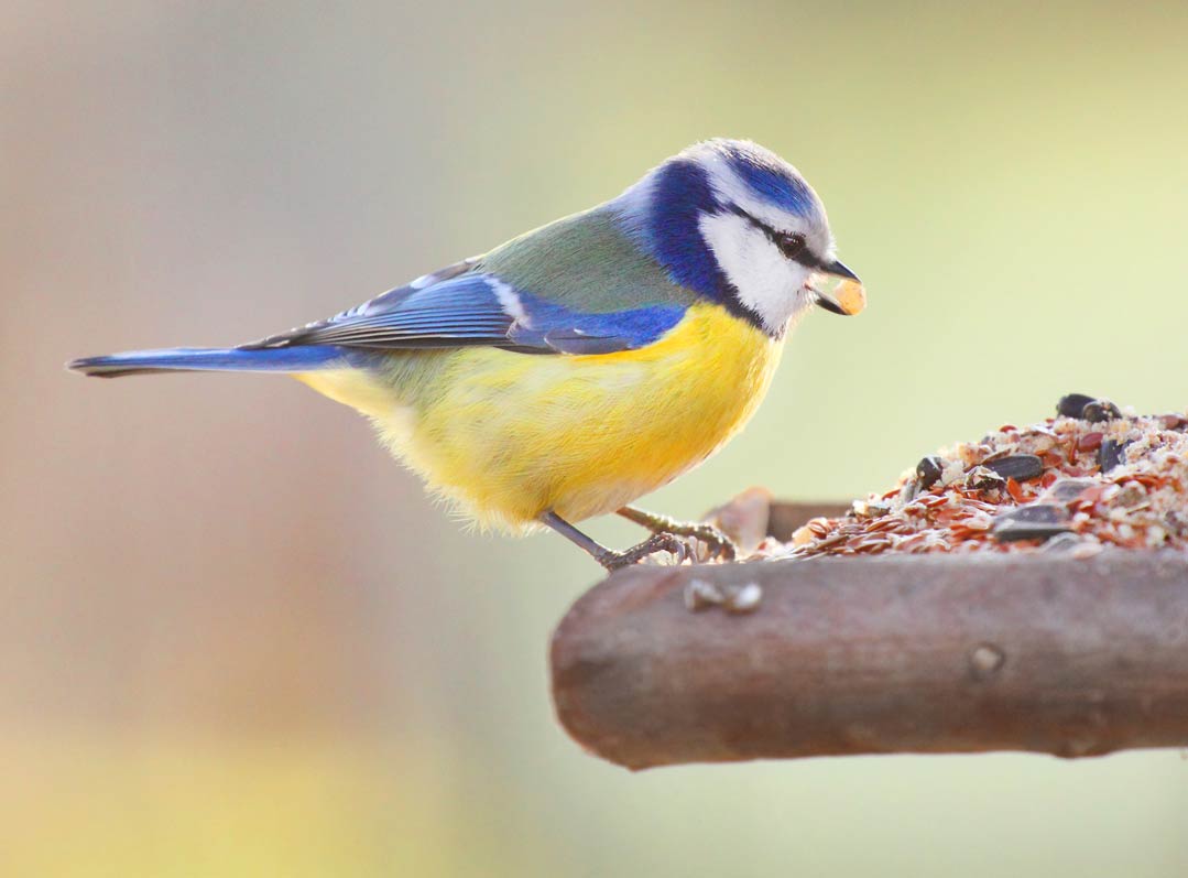 Fettreiches Futter kann im Sommer die Fruchtbarkeit von Vögeln beeinträchtigen