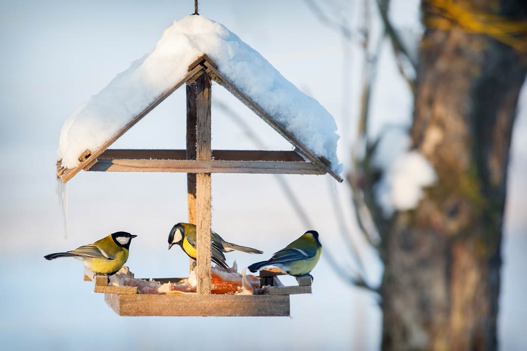 Futterhäuschen im Garten in den Wintermonaten