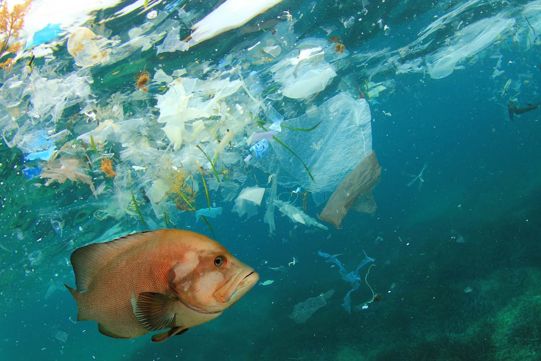 Hormonelle Wirkung von Mikroplastik auf Fische