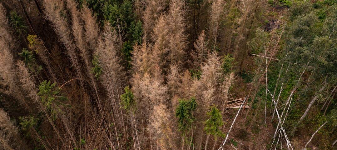 Klimaauswirkungen in Deutschland