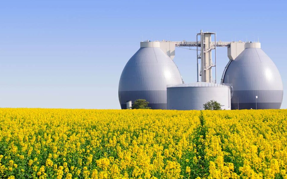 Kriterien für eine nachhaltige Nutzung von Bioenergie im globalen Maßstab