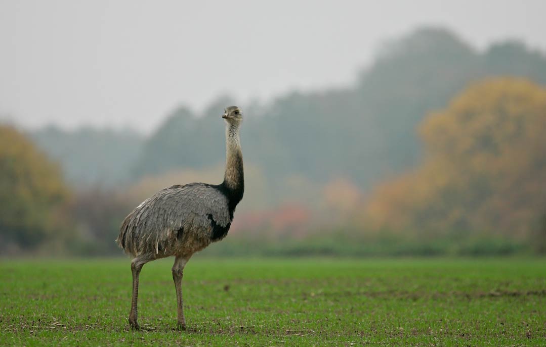 Nandu in Mecklenburg-Vorpommern