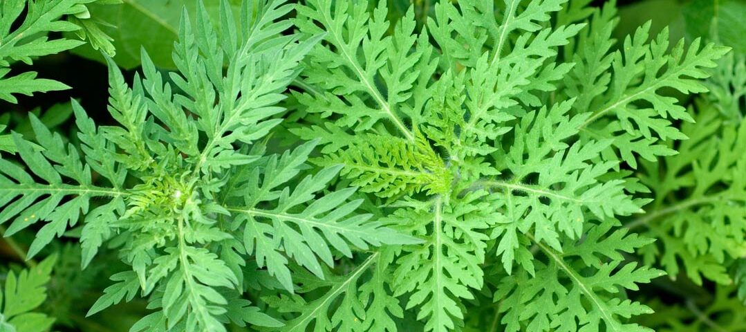 Ökonomische Folgen der Ausbreitung von Neobiota