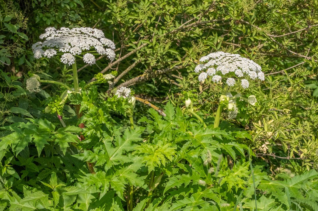 Ökonomische Folgen der Ausbreitung von gesundheitsgefährdenden Arten