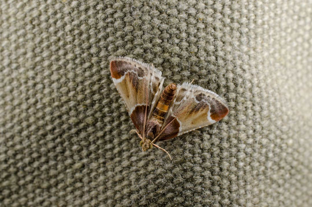 Ökonomische Folgen in der Landwirtschaft durch Neobiota