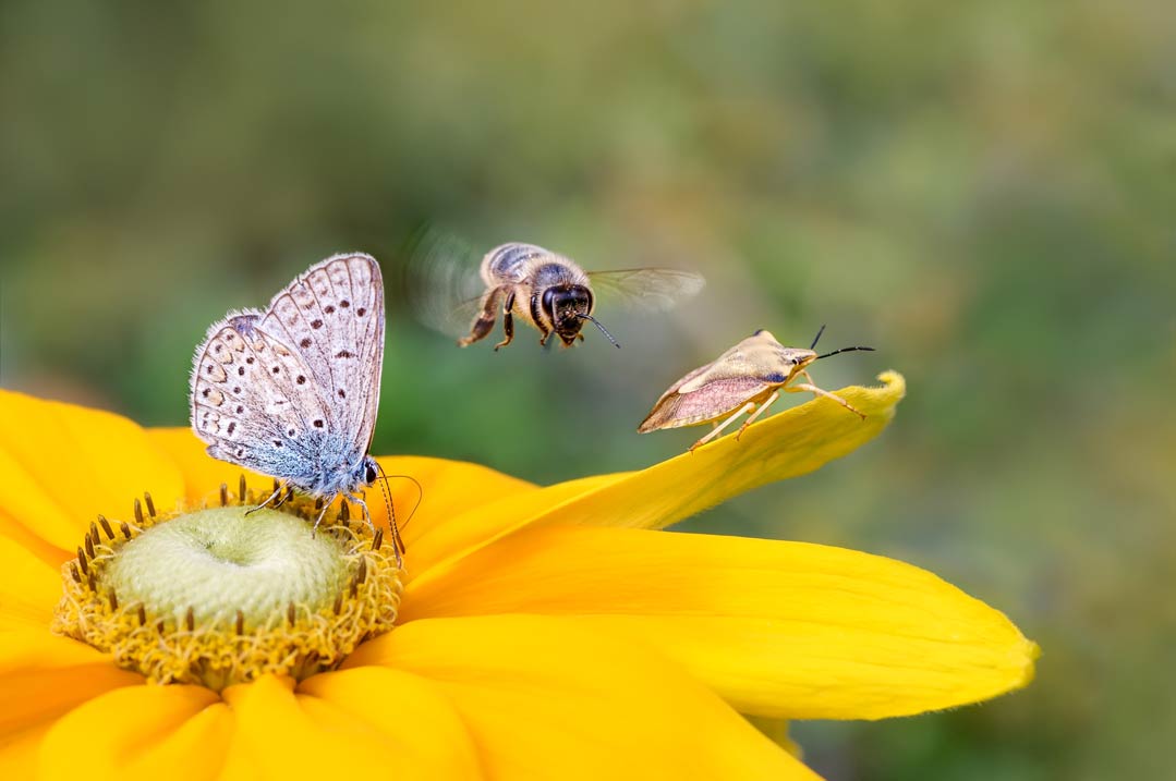 Rückgang der Biodiversität