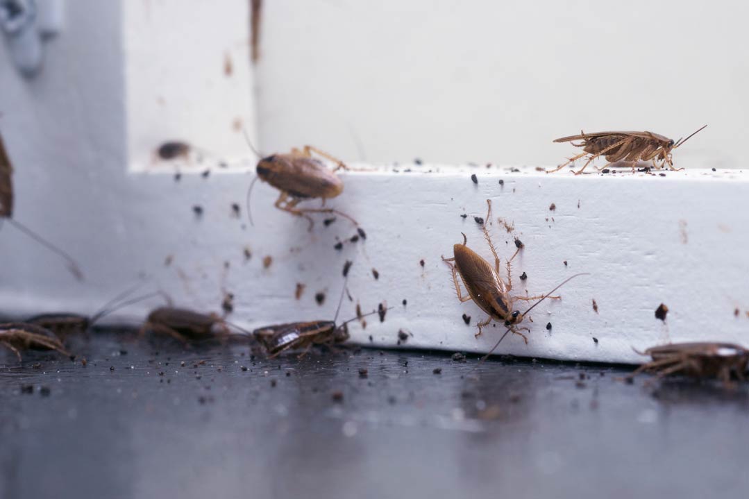 Schädlinge sind mehr als nur ein ästhetisches Problem